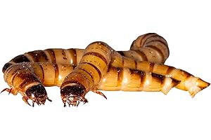 Feeders & More - Zophobas lebend 50 g Dose – frische Angelköder für Forellen & andere Fische – ideal auch als Lebendfutter