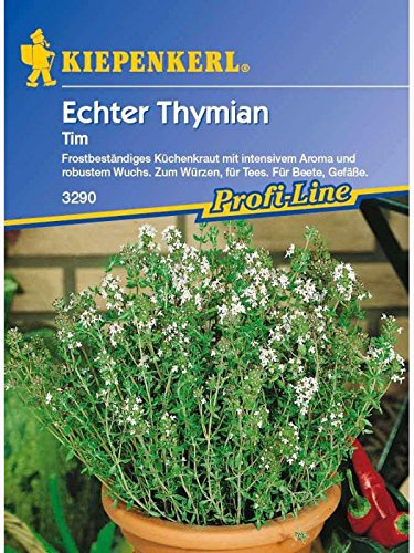 Echter Thymian Tim