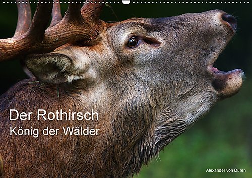 Der Rothirsch, König der Wälder (Wandkalender 2017 DIN A2 quer): Der Rothirsch trägt seinen Titel, als König der Wälder zurecht. (Monatskalender, 14 Seiten ) (CALVENDO Tiere)