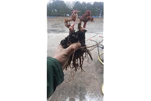 PROCTORS NURSERY Rhubarb Large Crown 'Timperley Early' x 1 Ready to Plant Rhubarb Plant