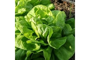 THE SEED SHED Lettuce All The Year Round Seeds – Hardy Butterhead Variety – Easy to Grow – Fresh Tasty Vegetables – for Your Kitchen Garden