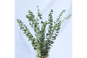 COMTELEK 10 Stück Eukalyptus Getrocknet Pflanze,45cm Natürlich Trockenblumen Blumenstrauss Eukalyptus Zweig Echt Eukalyptus Blätter Deko für Hochzeits,Frühlings,Wohnzimmer,Schlafzimmer,Badezimmer…