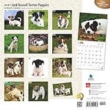 Image de Jack Russell Terrier Puppies 2016 Calendar