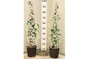JACK FIN 2 plantas de jazmín trepador, altura 120-140 cm, fabricadas en Italia, bonitas plantas supercubrientes