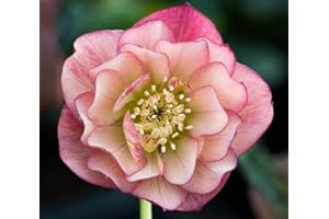 Portal Cool Helleborus Orientalis Elleboro Albicocca Double A 9cm Pot