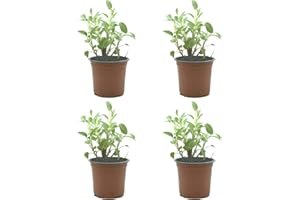SMPLY. Salvia Pack de 4 Plantas Naturales para Cocinar Ideal para Interior y Exterior Hierba Aromática para Huerto Urbano y Jardín en Maceta Ø10 Altura 20 cm
