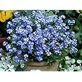 Myosotis sylvatica ' Forget me not' Plant