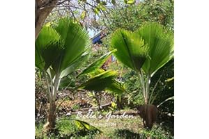 SVI semillas 1pcs sagú palmera Cycas revoluta Tropical fácil de cultivar semillas de cícadas Bonsái Para semillas jardín de Bonsai