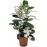 DECOALIVE Mini Plant Madagascar Jasmine Indoor Natural Tree