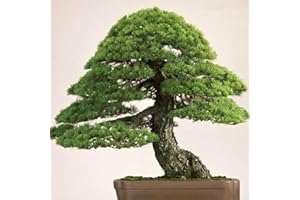 PERZOE 40 piezas de semillas de pino blanco, Bonsai Pinus Plant Parviflora Tree Home Garden Decor Semillas de pino blanco 40 piezas