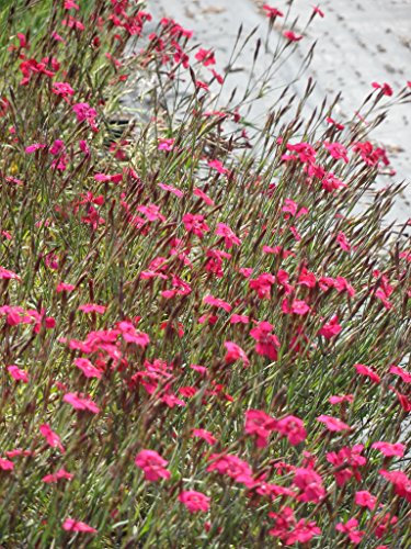 Sedum – Kräuter – Pflanzenpaket Steinrosenflur für 5 m² Dachbegrünung, Steingarten, etc. - 8