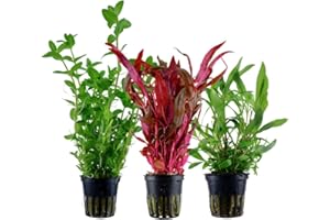 ‎AQUAONE AquaOne Aquarium Pflanzen I 3X Wasserpflanzen I Hintergrund Aquarienpflanzen I Alternanthera Hygrophila Bacopa I Set mit 3 Hintergrundpflanzen