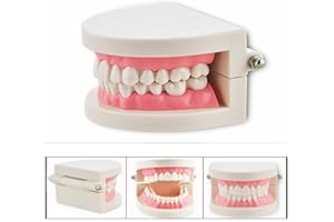 Cisixin Adulti Denti Standard Dimostrazione Modello per Dentista Alunno Bambini