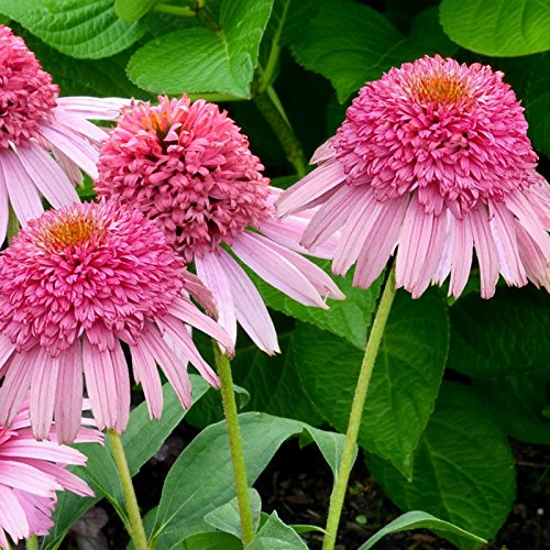 lichtnelke - Sonnenhut (Echinacea purpurea) Meteor Pink