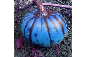 Saterkali Semi di zucca di zucca blu, 200 pezzi di semi di zucca di zucca blu Giardino domestico Fattoria Cortile Decorazione vegetale Pianta Semi Di Zucca Blu