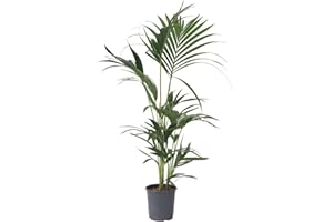 Plant in a Box - Kentia Palmier - Howea Forsteriana - Plante verte interieur vivante - Purifiante - Pot 18cm - Hauteur 90-100cm
