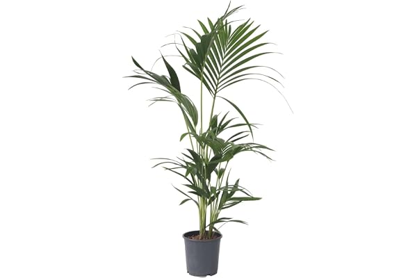 Plant in a Box - Kentia Palmier - Howea Forsteriana - Plante verte interieur vivante - Purifiante - Pot 18cm - Hauteur 90-100cm