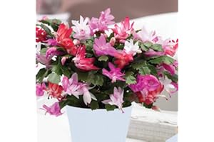 CARBETH PLANTS Christmas Cactus Multi Colour - Schlumbergera with Quattro Flower Colours - Arrives in a 14cm Pot