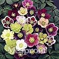 Semi di fiori Ponak Nuova 100PCS Elleboro per il giardinaggio bella multi-color