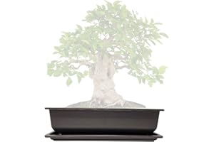 ‎GENKI-BONSAI Genki-Bonsai Pflanzschale 40 x 30 x 10 cm aus Kunststoff – rechteckiger Pflanzkübel mit Untersetzer, frostbeständig, mit Drainagelöchern – für Bonsai, Kräuter, Zimmer- & Balkonpflanzen