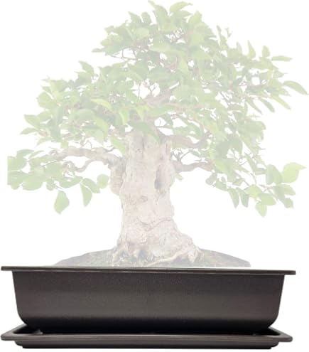 Bonsaischale Keramik klein Trommelschale unglasiert 12cm Durchmesser 4,5cm  Hhe mit Drainage und Manufakturstempel - Erdbraun: Amazon.de: Garten