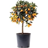 DECOALIVE Kumquat Natural Fruit Tree Plant Citrus Fortunella Daisy