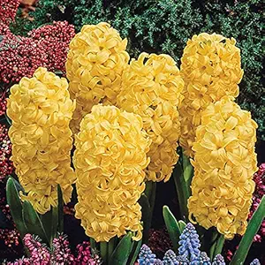 FernsFly IMP. Hyacinth Aromatic Charming Flower Bulbs Winter Flower Home Pot / Land Gardening Bulbs Blooming planting (Pack of 20 City of Haarlem Hyacinth)