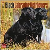 Black Labrador Retrievers 2014 - Schwarze Labradore: Original BrownTrout-Kalender [Mehrsprachig] [Kalender] by 