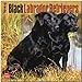 Black Labrador Retrievers 2014 - Schwarze Labradore: Original BrownTrout-Kalender [Mehrsprachig] [Kalender] by 