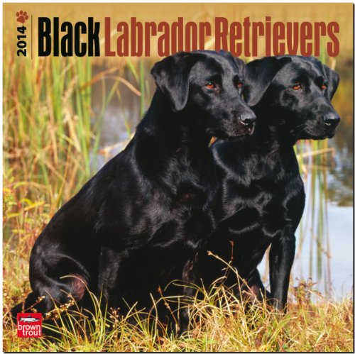 Black Labrador Retrievers 2014 - Schwarze Labradore: Original BrownTrout-Kalender [Mehrsprachig] [Kalender]