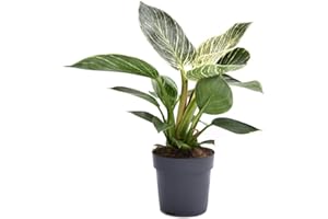 THOMPSON & MORGAN Philodendron 'White Measure' Tender Shrub House Plants Easy to Grow Your Own Striped Green and Gold Foliage Air Purifying Plant 1 x 11cm Pot by Thompson and Morgan