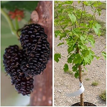 Schwarze Maulbeere, Maulbeerbaum Halbstamm, Morus nigra