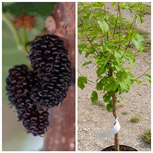 Schwarze Maulbeere Maulbeerbaum Morus nigra, ca. 60-80 cm im 3 Liter Topf
