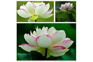 FLOWER FIELD STORY 50 Stücke Lotus Samen Seltene Zweifarbige Hardy Wasserlilienblüten Schöne Gartendekoration Für Die Balkonteichbepflanzung