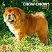Chow Chows 2013 - Original BrownTrout-Kalender by BrownTrout-Kalender bei Stürtz