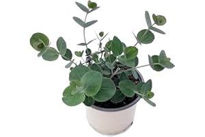 Eucalipto Dólar Planta de Eucalyptus Azul o Plateado