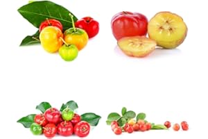 BRKENT 20 semillas de acerola semillas de frutas columnares variedades antiguas plantas de balcón frutas frescas resistentes plantas de jardín plantas trepadoras resistentes