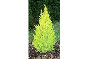 GENERIC 1 X Dwarf Conifer, Lemon Scent, Cupressus Macrocarpa, Cypress Wilma, Goldcrest Wilma 2ltr