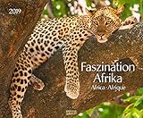 Faszination Afrika 208719 2019: Großer Wandkalender. Foto-Kunstkalender afrikanischer Tiere in der Natur. Querformat 55 x 45,5 cm. Edles Foliendeckblatt und Glanzlackierung. by