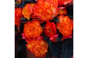 THOMPSON & MORGAN Begonia Plug Plants 'Non-Stop Fire' Half-Hardy Perennial Cascading Double Orange Blooms Easy to Grow Your Own Garden Flowers Supplied as 24x Plug Plants by Thompson and Morgan (24)