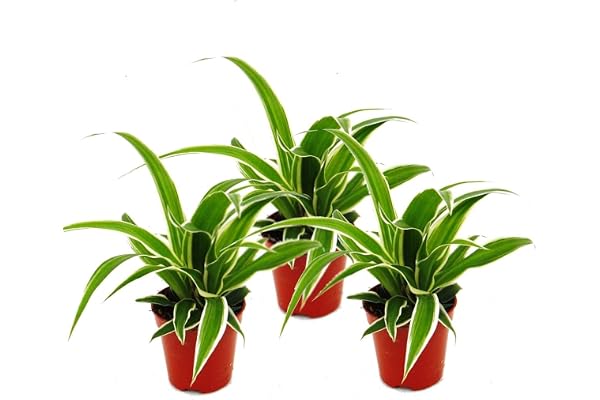Chlorophytum Mini, lot de 3, lis vert