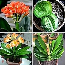 Suchergebnis auf Amazon.de für Clivia