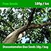 Produktbild Shopmeeko ^^ Ornamentalpflanze Dracontomelon Dao ^^ 100 g, Familie Anacardiaceae Pacific Walnut ^^^, Evergreen Tree New Guinea Walnut ^^^^^^