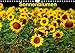 Produktbild Sonnenblumen (Wandkalender 2019 DIN A4 quer)