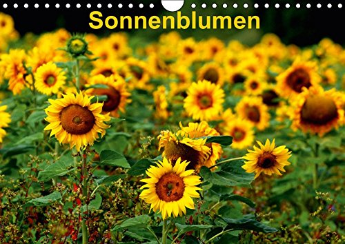 Preisvergleich Produktbild Sonnenblumen (Wandkalender 2019 DIN A4 quer)