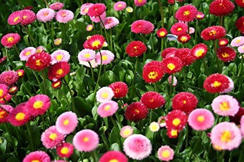 Creative Farmer Daisy Double Mixed Flower Seeds