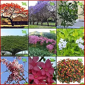 OhhSome Seeds Garden Combo Tree Seeds : Jacaranda, Gulmohar, Kamini Seeds, Albizia Saman, Prunus Puddum, Golden Dewdrop, Apple Blossom, Karavira, White Sage For Gardening - Eco