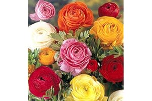 FLORIANA-BULBOSE 100 Bulbi di Ranuncoli (Ranunculus asiaticus) in miscuglio a fior di Peonia (100)