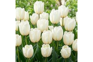 DUTCH BULBS EXCLUSIVE PLANTS FROM HOLLAND Bulbi Fiori Perenni da Esterno - 25 Bulbi Tulipani Single White Passion - Piante e fiori esclusivi dall'Olanda - per giardino, vasi e balcone (senza semi, non artificiali)