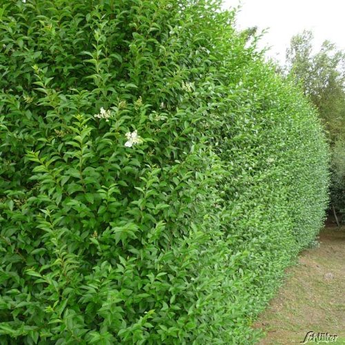 Ovalblättriger Liguster -Ligustrum Ovalifolium- Hecken-Pflanze immer-grün Containerware 60-80cm- Ligusterhecke von Garten Schlüter (Containerware, 60 bis 80 cm Pflanze) - 5